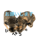 neko.neko.2（個別スタンプ：16）