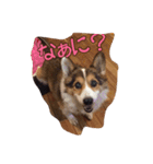 コーギー金太郎スタンプ その2（個別スタンプ：8）