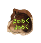 コーギー金太郎スタンプ その2（個別スタンプ：12）