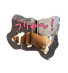 コーギー金太郎スタンプ その2（個別スタンプ：18）