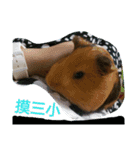 5151  Guinea pigs（個別スタンプ：2）