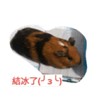 5151  Guinea pigs（個別スタンプ：3）