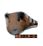 5151  Guinea pigs（個別スタンプ：4）