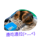 5151  Guinea pigs（個別スタンプ：13）