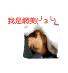 5151  Guinea pigs（個別スタンプ：16）