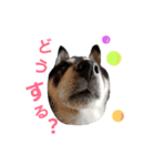 柴犬遊ちゃん本舗（個別スタンプ：1）