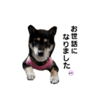 柴犬遊ちゃん本舗（個別スタンプ：2）