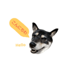 柴犬遊ちゃん本舗（個別スタンプ：3）