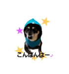 柴犬遊ちゃん本舗（個別スタンプ：5）