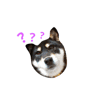 柴犬遊ちゃん本舗（個別スタンプ：6）