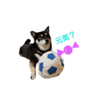 柴犬遊ちゃん本舗（個別スタンプ：9）