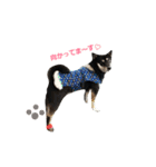 柴犬遊ちゃん本舗（個別スタンプ：10）
