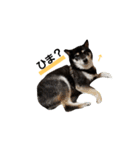 柴犬遊ちゃん本舗（個別スタンプ：11）