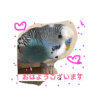 ジャンボセキセイインコのあいさつ（個別スタンプ：1）