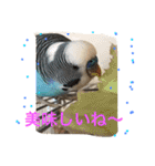 ジャンボセキセイインコのあいさつ（個別スタンプ：2）