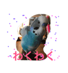 ジャンボセキセイインコのあいさつ（個別スタンプ：3）