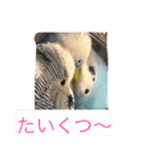 ジャンボセキセイインコのあいさつ（個別スタンプ：4）