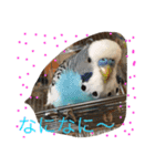 ジャンボセキセイインコのあいさつ（個別スタンプ：5）