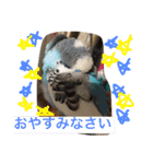 ジャンボセキセイインコのあいさつ（個別スタンプ：6）