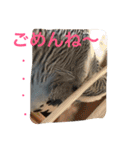 ジャンボセキセイインコのあいさつ（個別スタンプ：8）