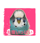 ジャンボセキセイインコのあいさつ（個別スタンプ：9）