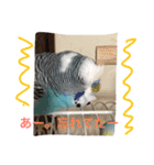 ジャンボセキセイインコのあいさつ（個別スタンプ：10）