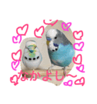 ジャンボセキセイインコのあいさつ（個別スタンプ：11）
