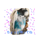 ジャンボセキセイインコのあいさつ（個別スタンプ：13）