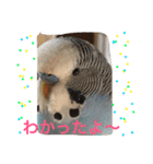 ジャンボセキセイインコのあいさつ（個別スタンプ：14）