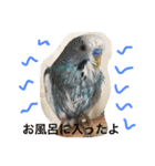 ジャンボセキセイインコのあいさつ（個別スタンプ：15）