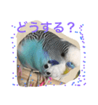 ジャンボセキセイインコのあいさつ（個別スタンプ：17）