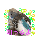 ジャンボセキセイインコのあいさつ（個別スタンプ：19）