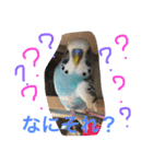 ジャンボセキセイインコのあいさつ（個別スタンプ：21）