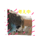 ジャンボセキセイインコのあいさつ（個別スタンプ：22）