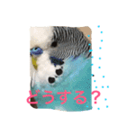 ジャンボセキセイインコのあいさつ（個別スタンプ：24）
