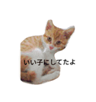 はちわれ、てない運ちゃん（個別スタンプ：1）