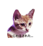はちわれ、てない運ちゃん（個別スタンプ：2）