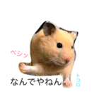 ハムライフ（個別スタンプ：1）