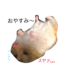 ハムライフ（個別スタンプ：7）