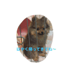 ここっぴぃ（個別スタンプ：1）