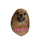 ここっぴぃ（個別スタンプ：4）