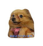 ここっぴぃ（個別スタンプ：6）
