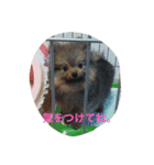 ここっぴぃ（個別スタンプ：8）