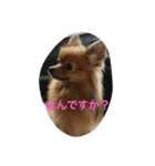 ここっぴぃ（個別スタンプ：10）
