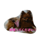 ここっぴぃ（個別スタンプ：11）