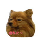 ここっぴぃ（個別スタンプ：12）