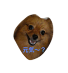 ここっぴぃ（個別スタンプ：15）