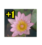 Flower images_5（個別スタンプ：16）