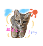 にゃんスタ♪♪（個別スタンプ：5）