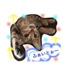 にゃんスタ♪♪（個別スタンプ：8）